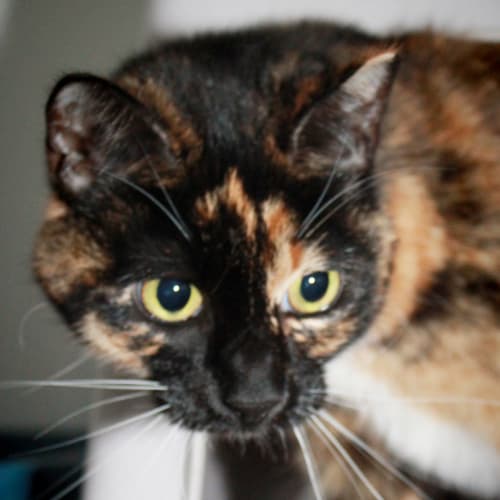No photo for Kitty