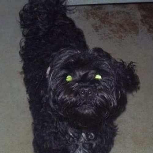 No photo for Ebony