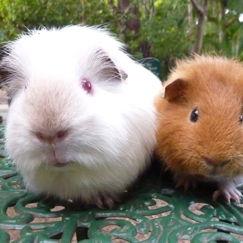 No photo for Rodney And Nibbles!