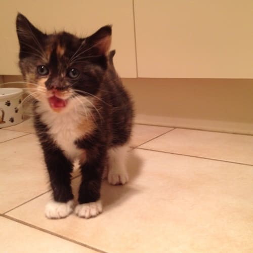 No photo for Stella