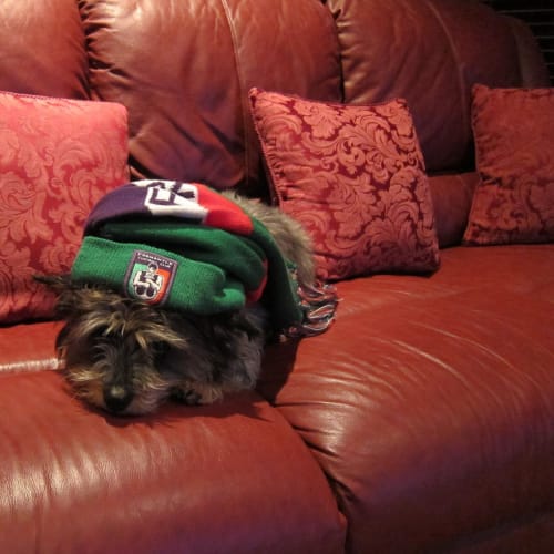 No photo for Cute Coco  On Trial