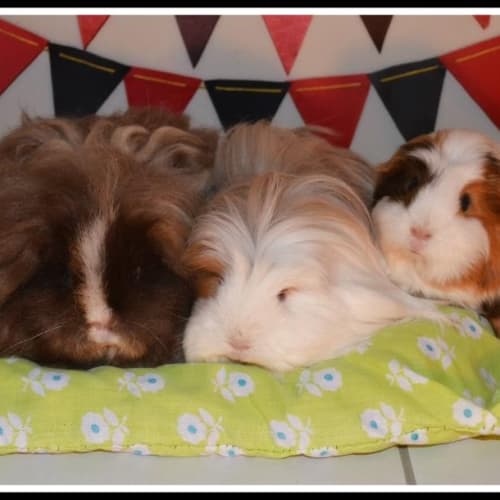 Lolli, Cupcake and Licorice