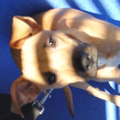 No photo for Stud