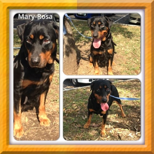 No photo for Mary  Rosa **Urgent Foster Carer Needed Asap**