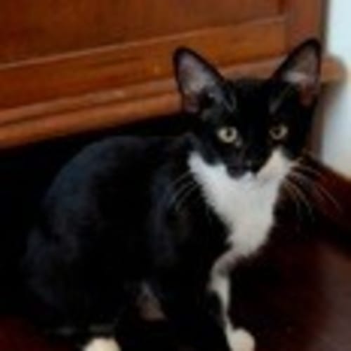 No photo for Magnet (C2063) *Adoption Pending*