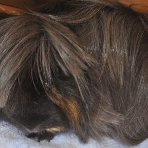 No photo for Snickers