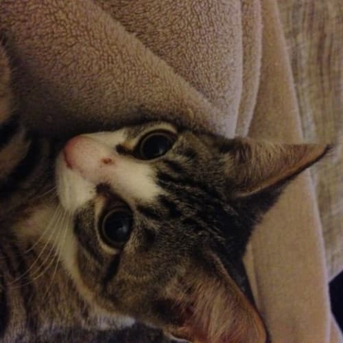 No photo for Phoebe