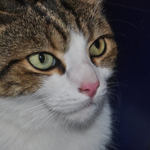 No photo for Basil