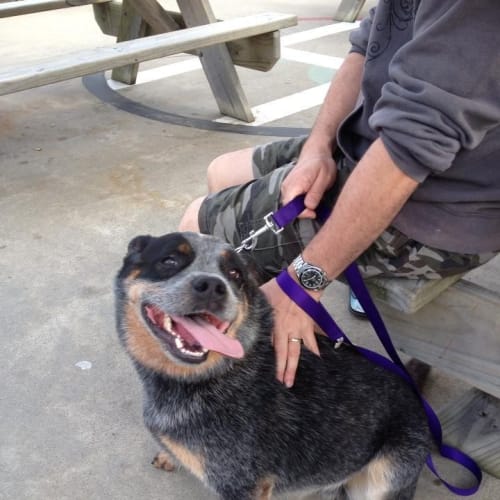 No photo for Sarge 