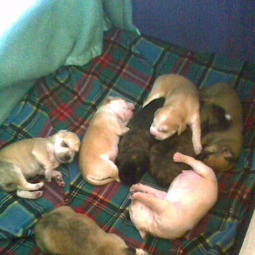 No photo for Puppies
