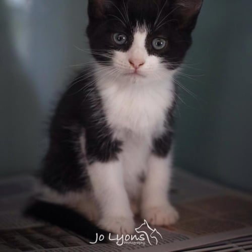 No photo for Flynn ~ Purrfect Match