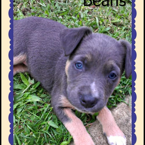No photo for Beans