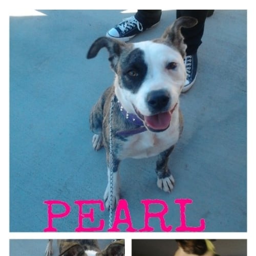 No photo for Pearl