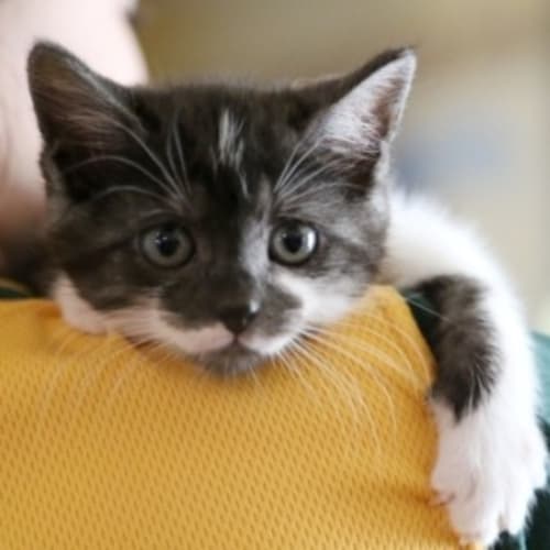 No photo for Precious