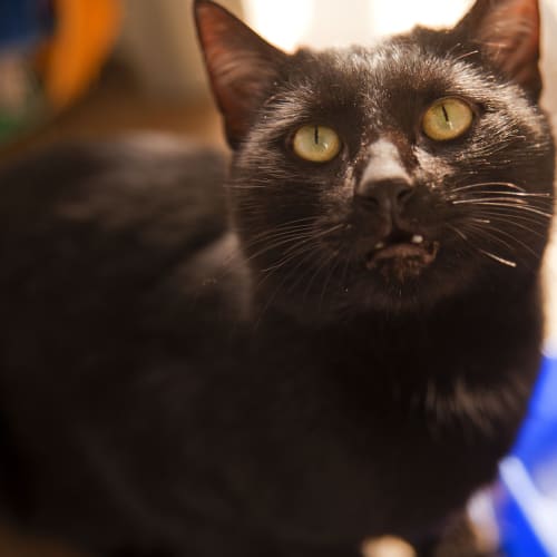 No photo for Blackie Id14629