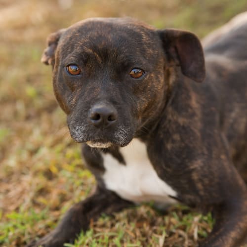 No photo for Lulu Id14545