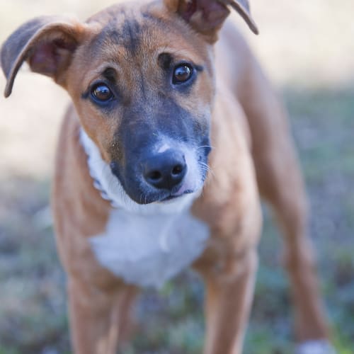 No photo for Rosco Id14622