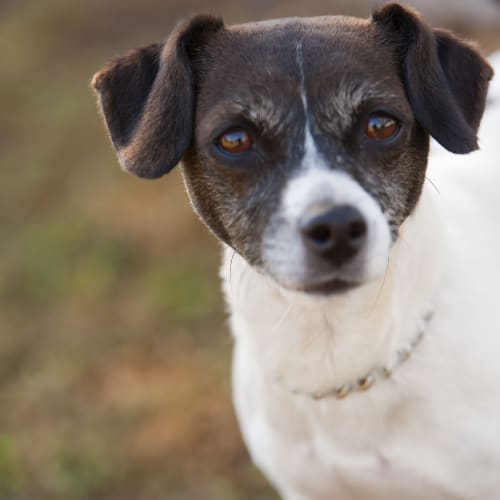 No photo for Bella Id14656