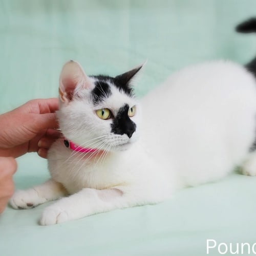 No photo for Pound Cats | Dot