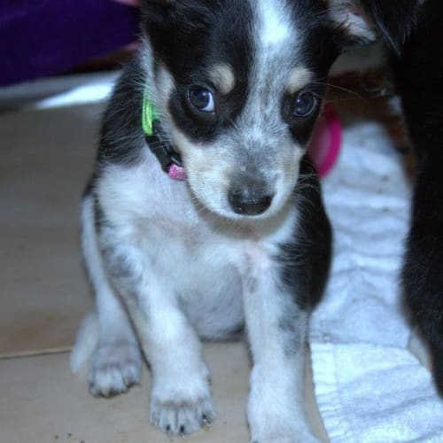 No photo for Rosie Rose  On Trial..