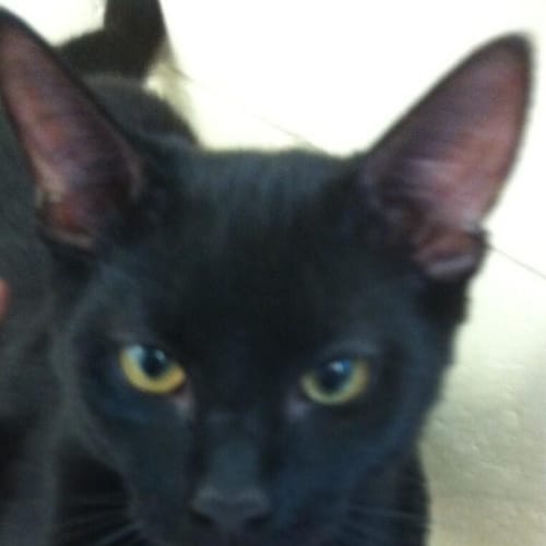 No photo for Salem