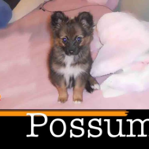 No photo for Possum