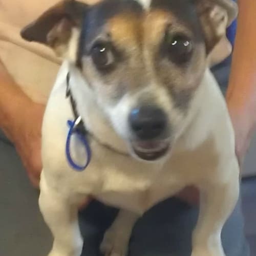 Rex (adopted 12/2013)