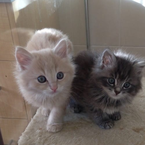 No photo for Pebbles & Bam Bam *Dual Adoption