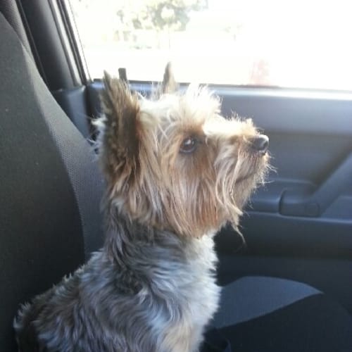 No photo for Khloe  **Adoption Pending   On Trial**