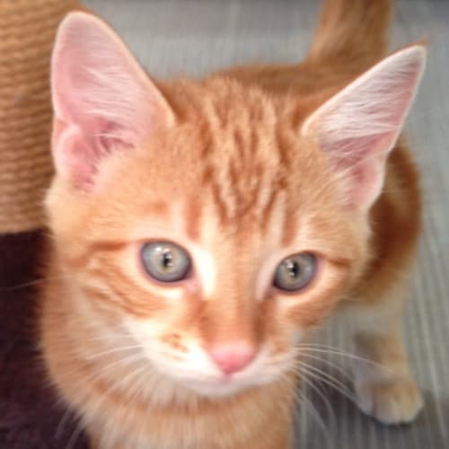 No photo for Ginger Bix