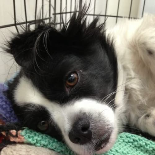 No photo for Bonnie ... Sweet Cav X Shih Tzu X Malt  Relisted
