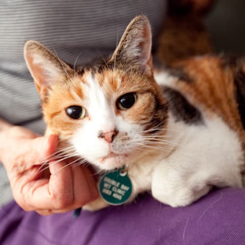 No photo for Tina   The World's Best Lap Cat