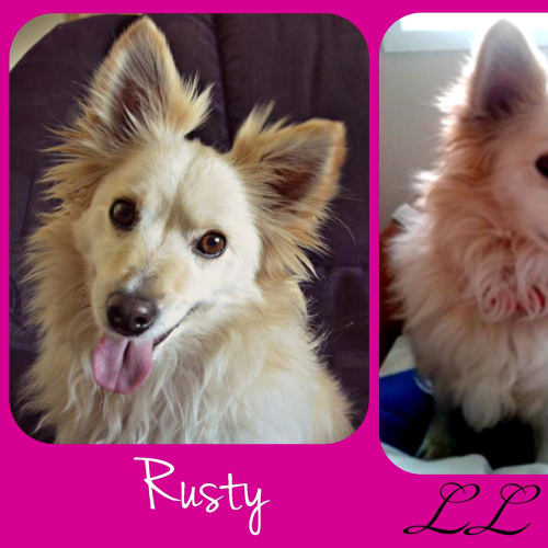 No photo for Rusty 
