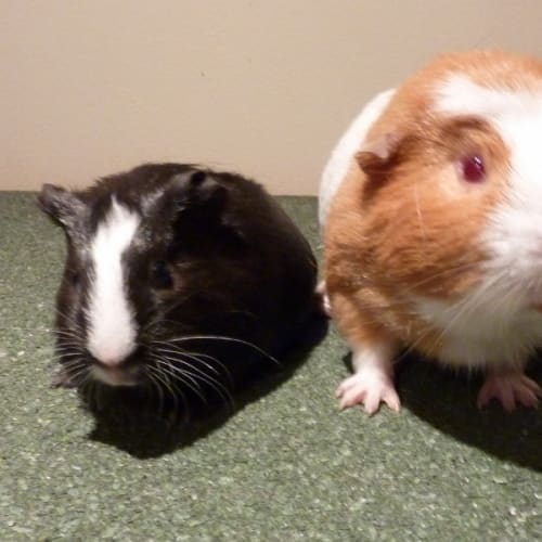 No photo for Flurry And Mc Squeaky