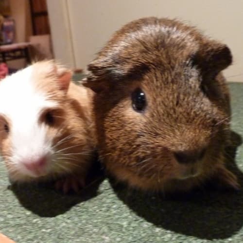 No photo for Richie And Ralph