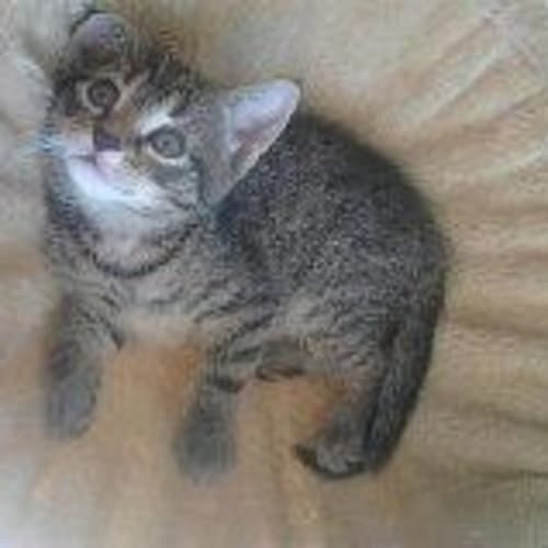 No photo for Apple On Trial With Her New Family