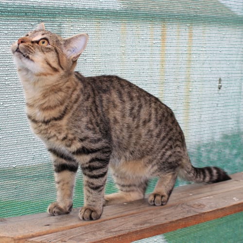 No photo for Aiddie  **Adoption Pending**