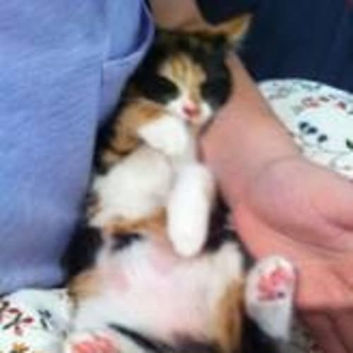 No photo for Lily