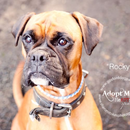 No photo for Rocky