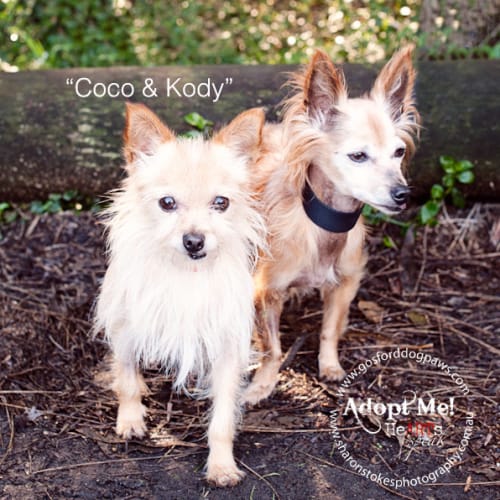 No photo for Kody & Coco