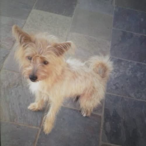 No photo for Scruffy