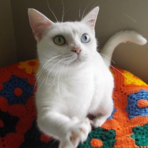 No photo for Snowbell