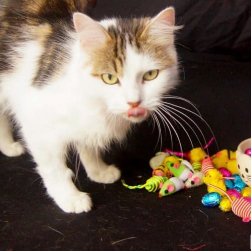 No photo for Petal Purrfect Match Cat Adoptions