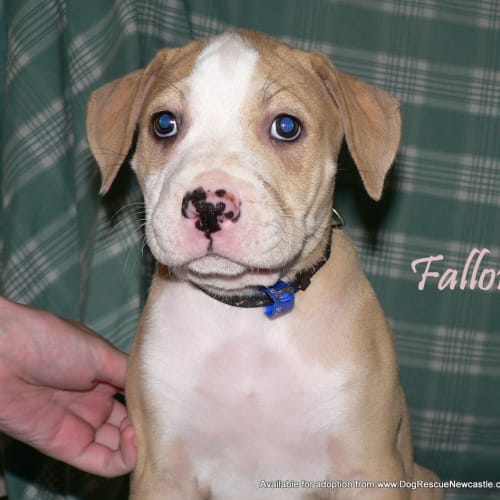 Fallow (On Trial 25/5/13)