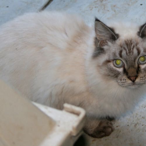 No photo for Rosaline **On Trial In My New Home**