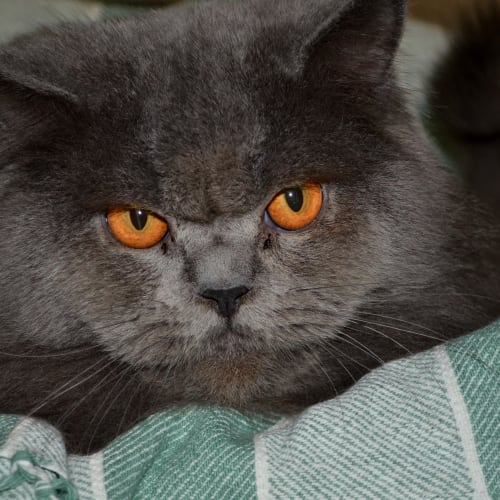 No photo for Smokey & Fang (On Trial In Our New Home)