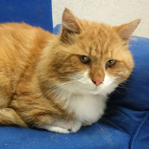 No photo for Garfield