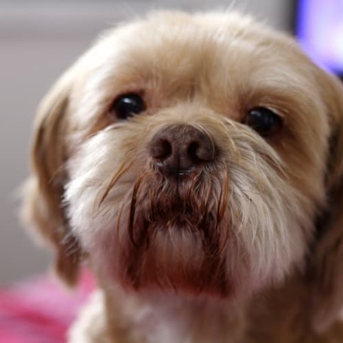 No photo for Benji