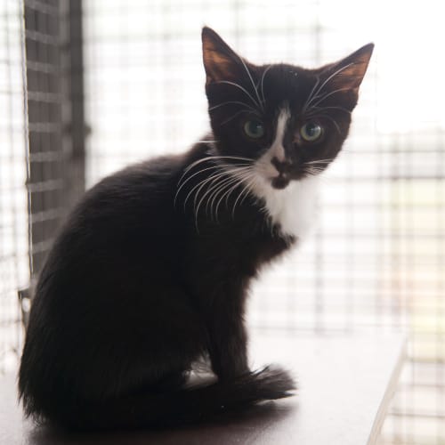 No photo for Harry Id14413. A Bundle Of Hilarious Energy