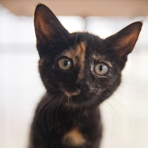 No photo for Daisy Id14410. A Yummy Little Jaffa Cake
